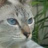 Amalix
