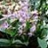 orchidbages