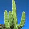 psickokactus