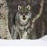 Were_wolves