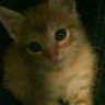 Misia Matilde