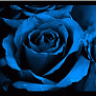 rosa azul 1967