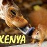 Kenya_