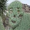 nopal_boy