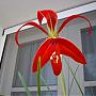 flor de lis nicoleña