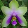 Orquideosa