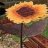 Helianthus