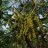 quercus oleoides
