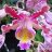 Marloncattleya-skinneri