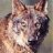 loba