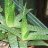 NikaAloe