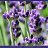 Lavandula Vera