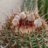 cactulina