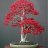 TKBONSAI21
