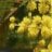 Myrtille