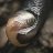 Aciculidae