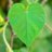 GreenHeart