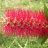 Liquidambar