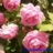 El_Jardín_de_la_Alegría