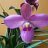 Carlos Orchid