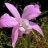 Laelia_speciosa_mx