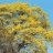TABEBUIA