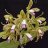 botanicaweb
