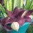 Stapelia