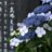 Lunaria