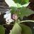 jime_flor64