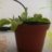 planta insectívora