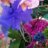ulises.floristaa..