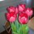 tulip145