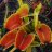 victorflytrap
