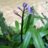 Scilla