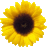 hijodelaluna01