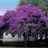 Paulownia