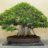 ficus78