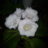 Derly_Alzuru