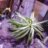cactaceae