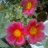 Durvillaea