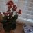 Kalanchoe2
