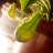 erick_nepenthes