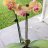 Loveorchids