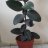 plantas124