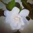 Flore90