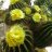 LITHOPS 1803