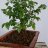 SrUlgirDelBonsai