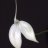 Epidendrum