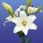 Lilium Blanco